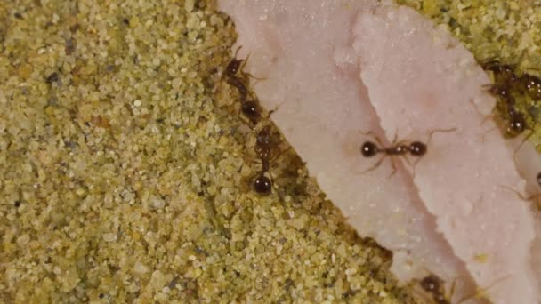 Mieren Formicarium Eten — Stockvideo