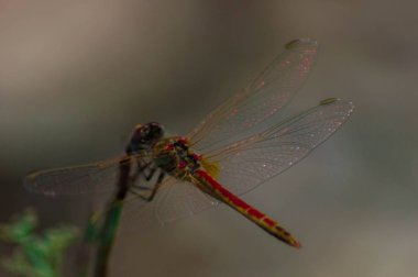 Bir yusufçuğun makro fotoğrafı.