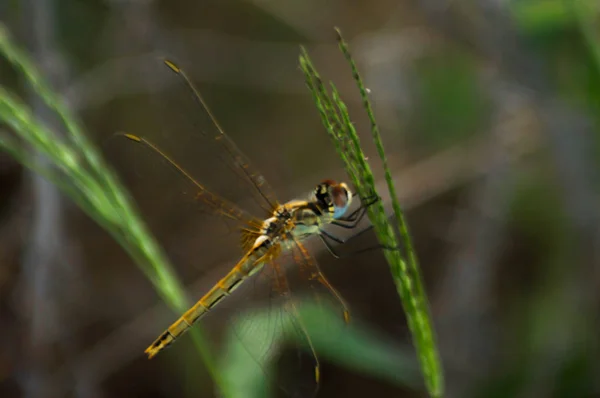 Macro photographie d'une libellule. — Photo