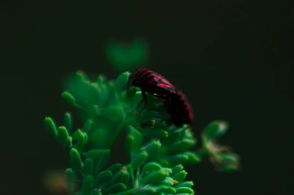 小さな昆虫のマクロ撮影. — ストック写真