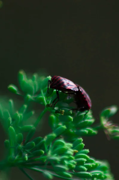 Macro photographie d'un petit insecte . — Photo