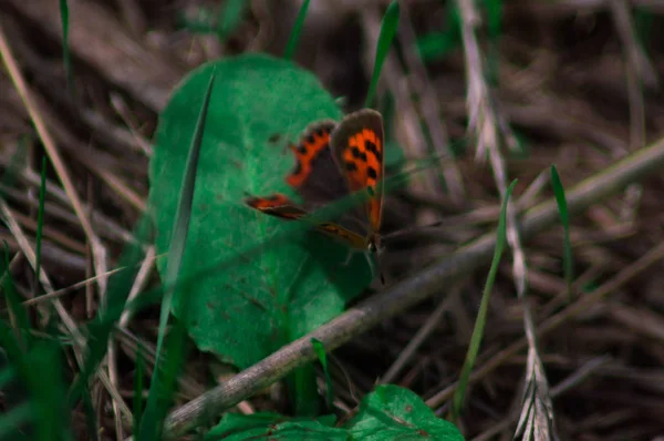 Macro photographie d'un papillon . — Photo