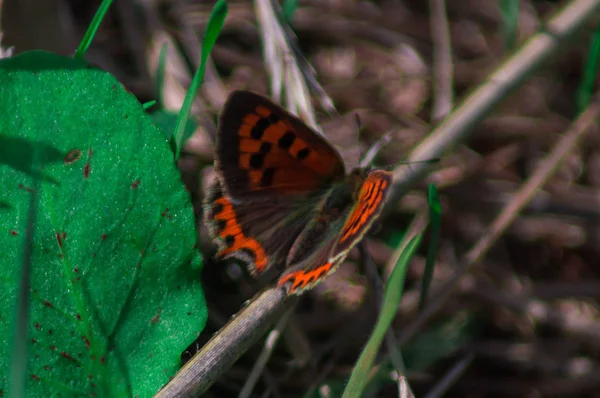 Macro photographie d'un papillon . — Photo