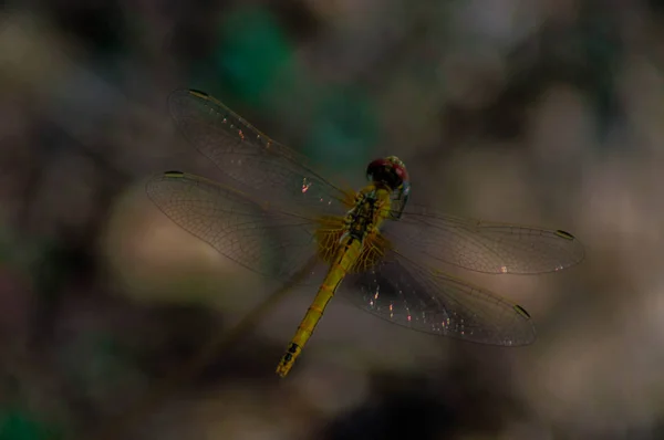 Macro fotografie van een libel. — Stockfoto