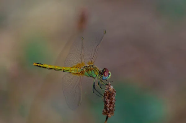 Macro photography of a dragonfly. — Stock Photo, Image