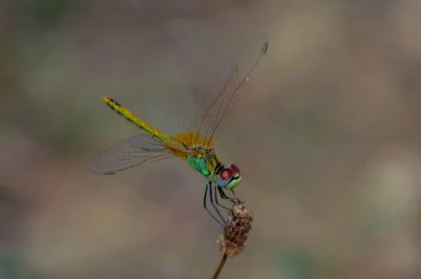 Bir yusufçuğun makro fotoğrafı.