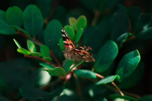 Macro photographie d'un papillon . — Photo
