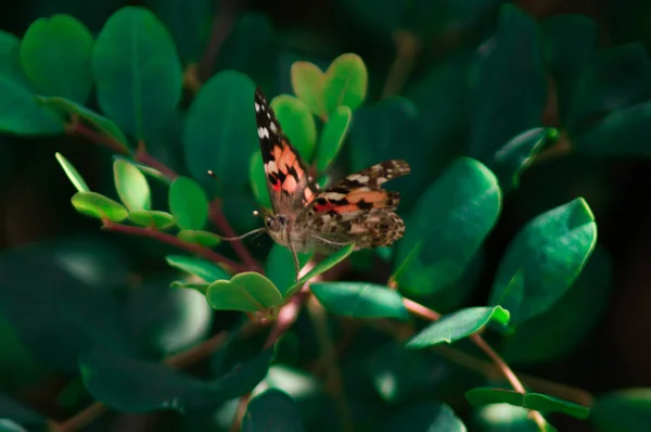 Fotografia makro motyl. — Zdjęcie stockowe