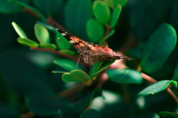 Macro photographie d'un papillon . — Photo