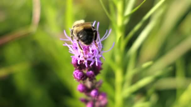 Bumblebee Busily Gathering Its Needed Nectar Prairie Blazing Star Flower — Stock Video