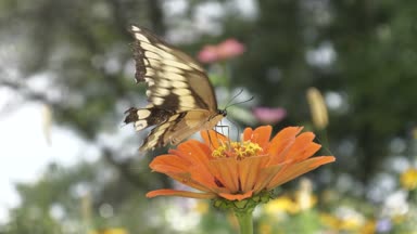 Siyah swallowtail kelebek çok onun nektar bir çiçek almak ile işgal.
