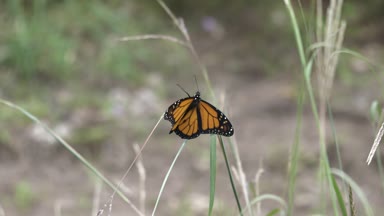 Monarch Kelebek sonra uçup gitmeye uzun otların tepesine tırmanıyor.