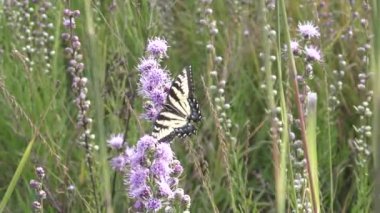 Sarı swallowtail kelebek çok onun nektar çayır çiçek almak için çalışıyor..