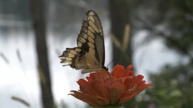 Siyah swallowtail kelebek flits ve göl kenarında kendi nektarı alır gibi tasa.