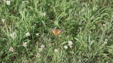Küçük, beyaz çiçekler beslemeleri gibi Amerikan Bayan Kelebek, gölgesini çevirir.