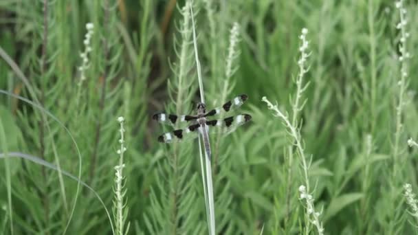 Στίγματα Dragonfly Σκαρφαλωμένο Πάνω Ένα Ψηλό Χορτάρι Καλοκαίρι — Αρχείο Βίντεο