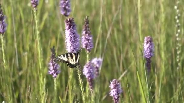 Le papillon hirondelle jaune grimpe au-dessus d'une étoile flamboyante des Prairies pour son nectar .