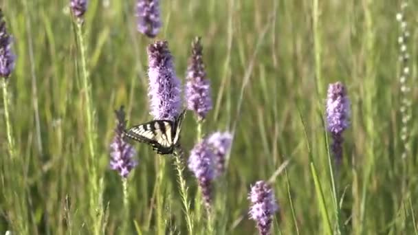 Gul Swallowtail Butterfly Klättrar Över Prärien Blazing Stjärna För Dess — Stockvideo