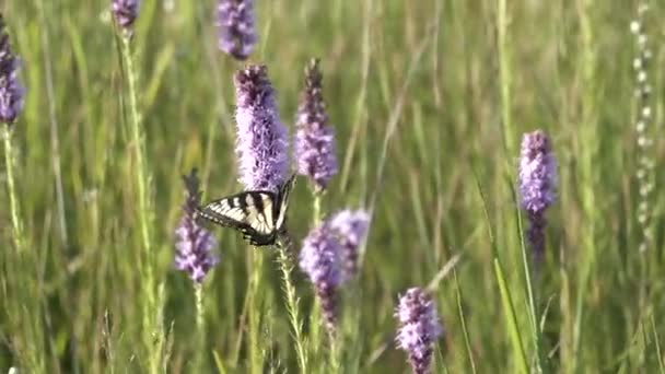 Mariposa Cola Golondrina Amarilla Sube Sobre Pradera Ardiente Estrella Por — Vídeo de stock