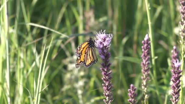 Monarchvlinder Sondeert Voorzichtig Wilde Bloem Voor Nectar — Stockvideo