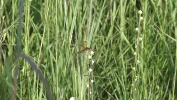 Μικρό Amberwing Dragonfly Σκαρφαλωμένο Πάνω Ένα Ψηλό Χορτάρι — Αρχείο Βίντεο