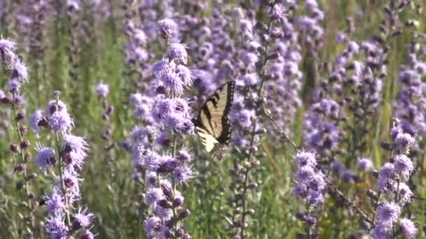 Žlutý Otakárek Butterfly Mezi Mnoha Prérie Blazing Star Květy — Stock video