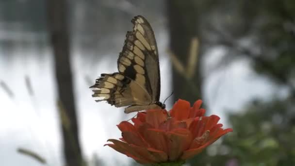 Zwarte Swallowtail Vlinder Flits Fladdert Als Het Wordt Haar Nectar — Stockvideo