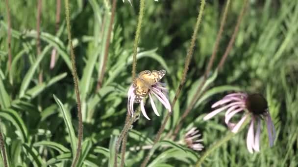 Amerikanska Lady Butterfly Fokuserar Lila Kon Blomma För Dess Nektar — Stockvideo