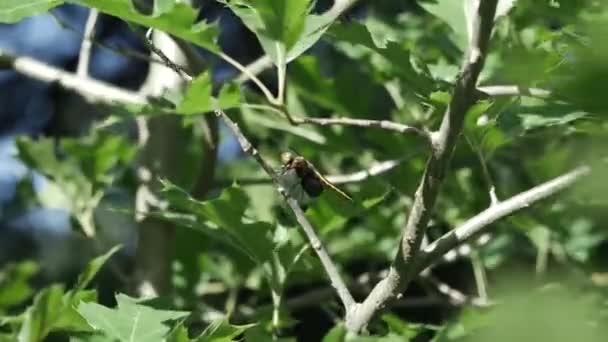 Libellula Aggrappa Una Foglia Albero Una Giornata Ventosa Gustosa — Video Stock