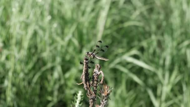 12斑点的撇出蜻蜓栖息在草原上的植物之上 — 图库视频影像