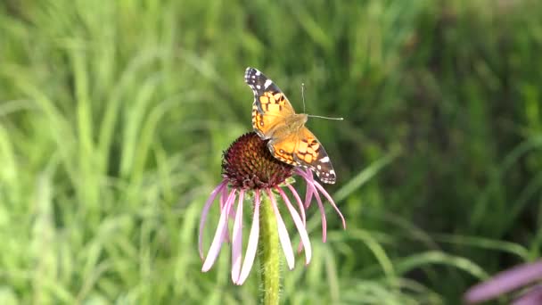 Senhora Americana Borboleta Uma Flor Cone Roxo Pradaria — Vídeo de Stock