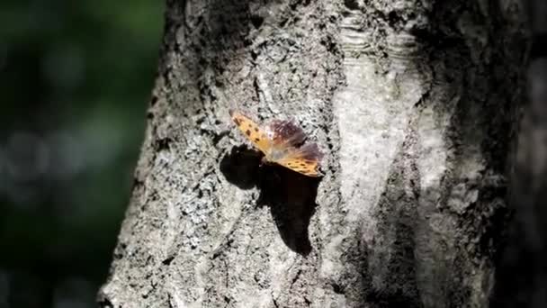 Östlicher Komma Schmetterling Hockt Auf Einer Kiefer Und Wärmt Seine — Stockvideo