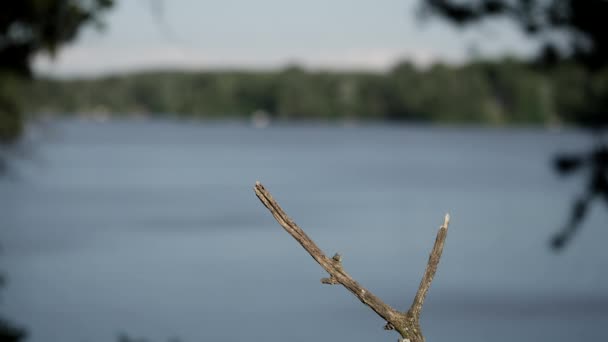 Östra Blue Jay Landar Abborre Vid Sjön Sedan Flyger Bort — Stockvideo