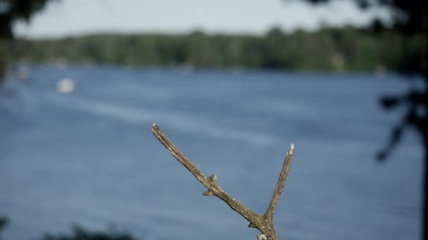 白头翁一个戏剧性的着陆湖与它的喙为它的小鸡充满昆虫 — 图库视频影像