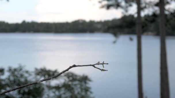 Vrouwelijke Robijnkeelkolibrie Komt Gaat Van Deze Lake Baars — Stockvideo