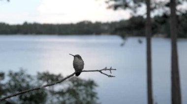 Sinek kuşu bir mola sadece sonra uçup gitmeye bu lakeside levrek alır..