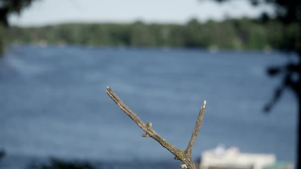 巴尔的摩黄鹂在湖畔鲈鱼上着陆 然后飞走了 — 图库视频影像