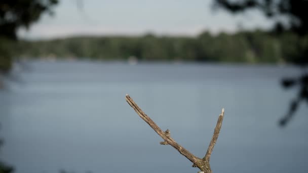 Baltimore Oriole Pousa Poleiro Beira Lago Então Voa Para Longe — Vídeo de Stock