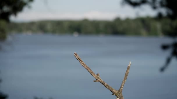 一只美洲罗宾在湖边的鲈鱼上着陆 以清洁它的喙 然后飞走 — 图库视频影像
