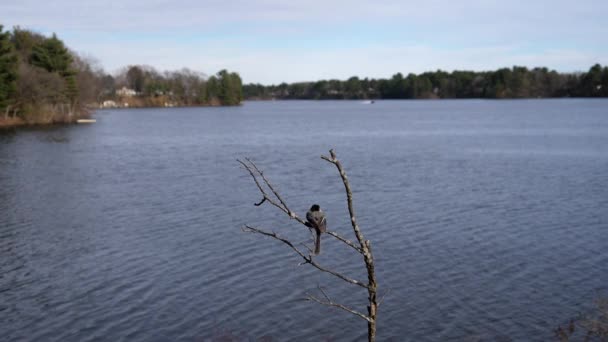 Black Capped Chickadee Grasps Nut Its Toes Easier Eating Lake — Stock Video