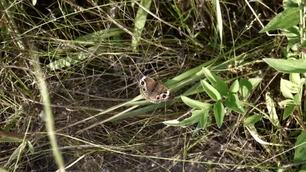 Común Buckeye Mariposa Aletea Suavemente Sus Alas — Vídeo de stock