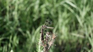 12 kepçe oturur bir dal Bozkırdaki güneşli bir günde tespit.