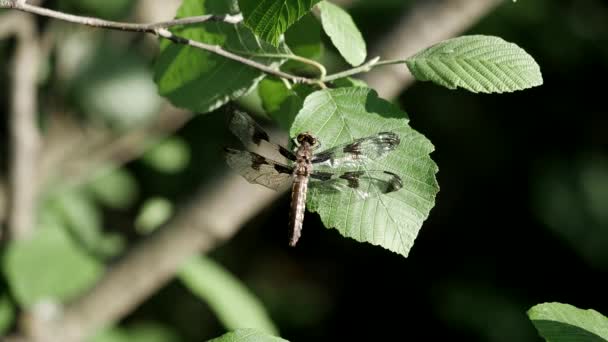 Dragonfly Lpí Velké Zelené Listy Poměrně Svěží Letní Den — Stock video