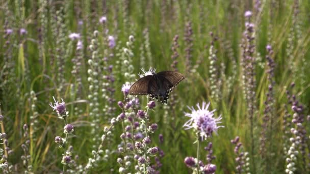 Zwarte Swallowtail Vlinder Verzamelt Nectar Van Pretty Prairie Blazing Star — Stockvideo