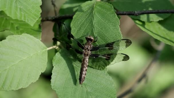 Gemeenschappelijke Whitetail Dragonfly Zat Een Groot Ovaal Groene Blad State — Stockvideo