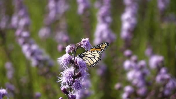 Mariposa Monarca Compite Con Abejorro Para Néctar Dulce Una Pradera — Vídeo de stock