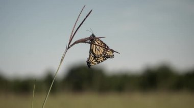 Monarch Kelebek bozkırda seks.