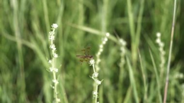 Rüzgarlı bir günde kır uzun çimenlerin üzerinde tünemiş hassas Doğu amberwing yusufçuk.