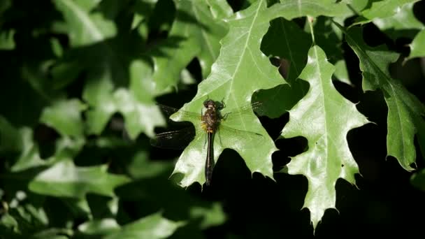 Ρακέτα Tailed Σμαραγδένια Dragonfly Σκαρφαλωμένο Ένα Μεγάλο Πράσινο Φύλλο Στο — Αρχείο Βίντεο
