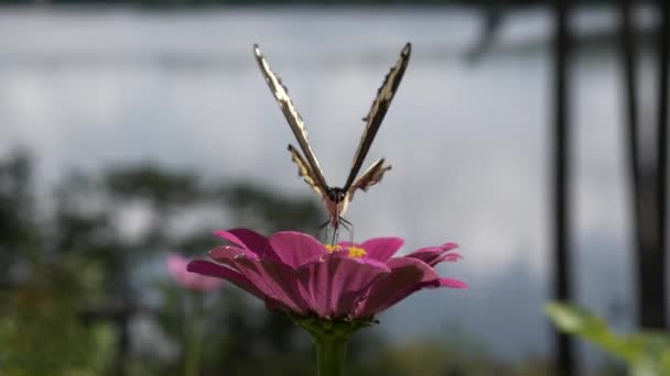 Obří Otakárkovití získá nektar z květu cínie před jezero.